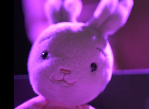 Lucy und der Angsthase