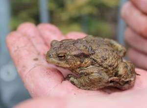 Bedrohte Tierarten in Berlin-Lichtenberg