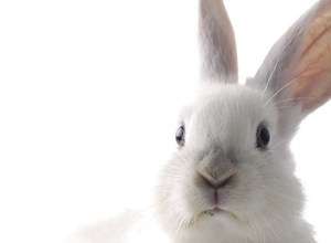 Osterhase Guido in Rübezahl