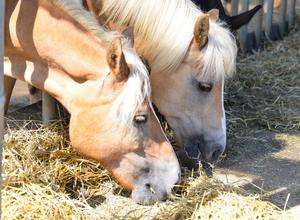 Tag der offenen Tür auf dem Reiterhof "Fanny"