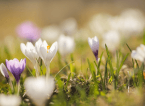 Familienfest | Frühlings+Zuckerfest