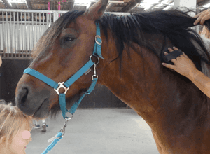Resilienz-Training mit Pferden für Kinder 