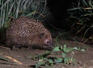 Lange Nacht der Wildtiere