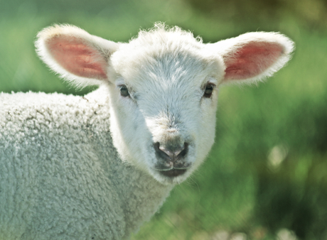 Offener Familienworkshop: Auf Lämmersuche in der Alten Pinakothek