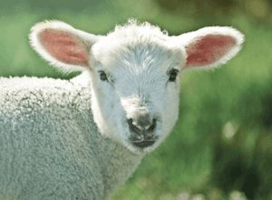 Offener Familienworkshop: Auf Lämmersuche in der Alten Pinakothek