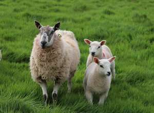 Schäferführung am Hahneberg