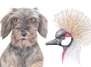 Wochenend-Workshop: Fabelhafte Tierportraits zeichnen