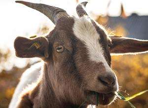 Maifest auf dem Kinderbauernhof Marienhof