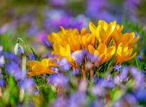 Bloom up - Frühlingsfest im Ökowerk