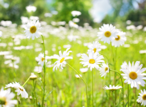 Natur-Erlebnis für Drei- bis Sechsjährige und ihre Begleitung