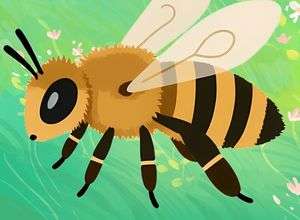 Bienen-Nachmittag mit der Deutschen Wildtier Stiftung