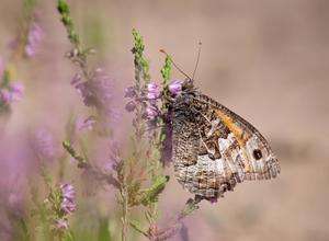 Familien-Expedition "Schmetterling"