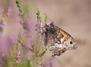 Familien-Expedition "Schmetterling"