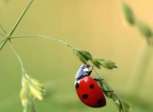 Käferworkshop für Familien mit Kindern
