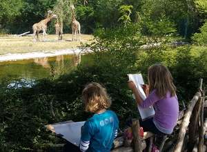 Sommerferienkurs 5: Tiere zeichnen und malen