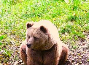 Tiere fotografieren im Wildpark Poing
