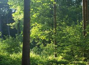 Ein Tag im Wald - ein Fest der Sinne