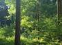 Ein Tag im Wald - ein Fest der Sinne