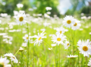 LA VILLA Sommerfest