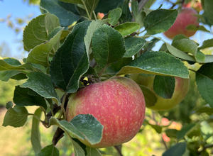 Sommerspaziergang auf dem Bio Apfelhof Müller