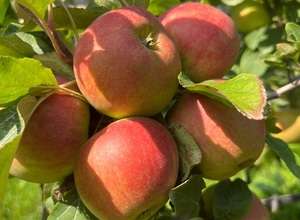 Bio Äpfel selbst pflücken auf dem Bio Apfelhof Müller