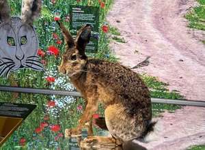 Karneval der Tiere – Verwandlungskunst im Tierreich
