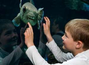 Kindergeburtstag im Aquarium Berlin