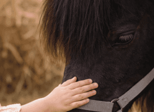 Magisches Naturevent auf dem Ponyhof