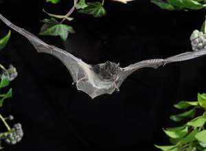 Nachts im Museum: Halloween-Spezial
