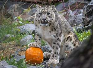Schauriger Oktober im Tierpark!