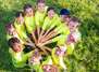 Handballcamp in Worms (Herbst 2027)