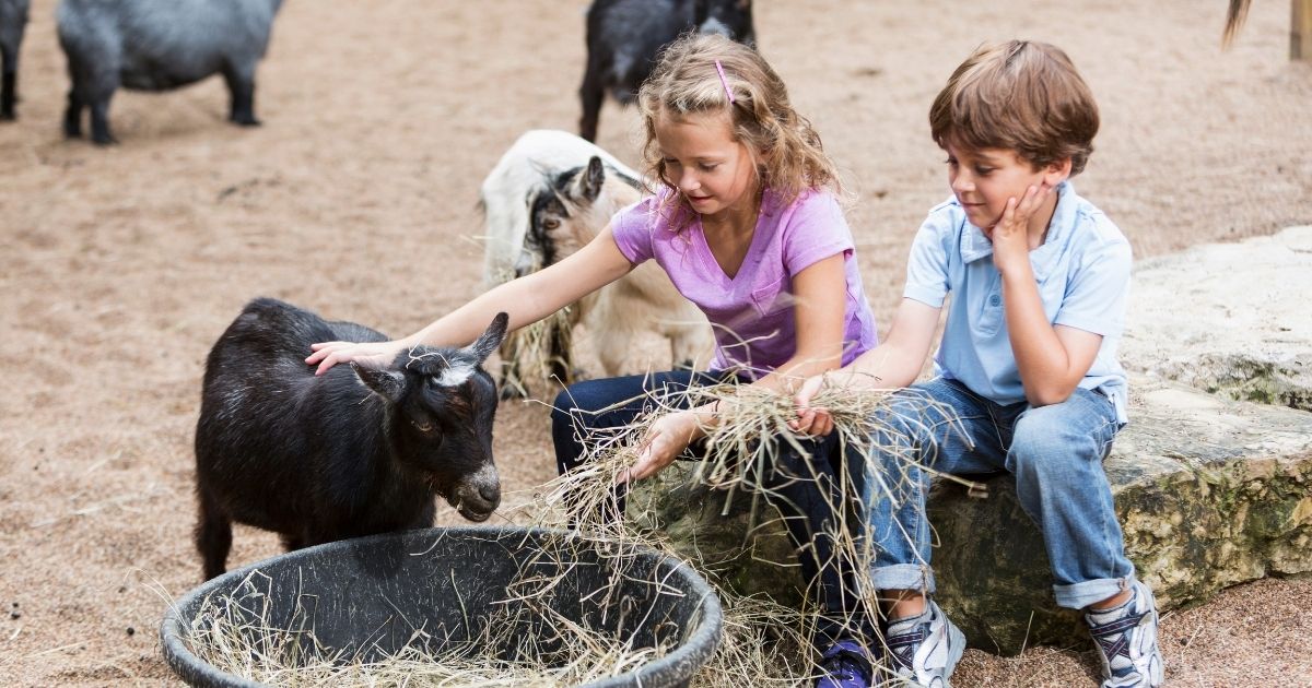 Ausflüge bei gutem Wetter für Familien in Frankfurt | Kindaling.de